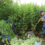 police raid rastas yard